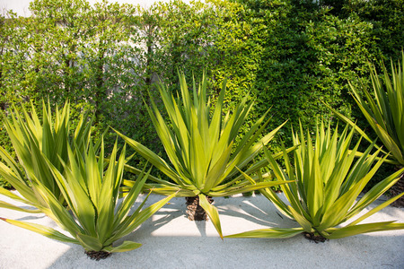 tropical trees in the garden, natureの写真素材