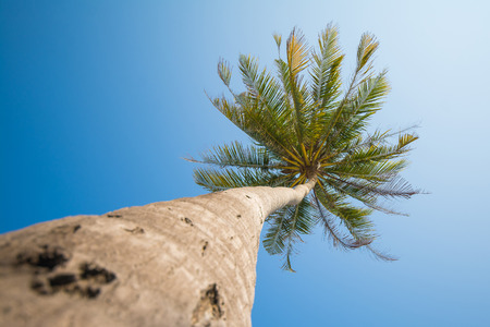 beautiful coconut tree in good day, blue skyの写真素材