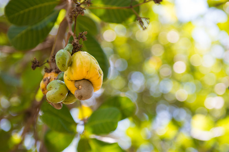 fresh cashew nut on tree in garden, plantの写真素材