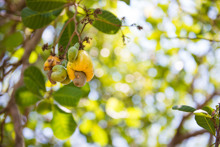 fresh cashew nut on tree in garden, plantの写真素材