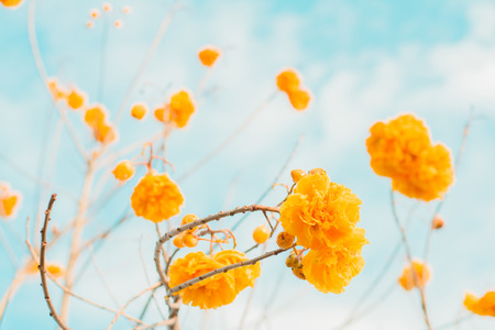 yellow flowers is blooming on the tree, cochlospermum regiumの写真素材