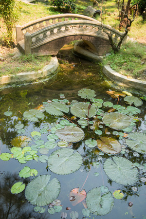 Mini garden Japanese style, natureの写真素材