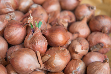 Small red onion, shallotsの写真素材