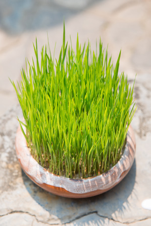 Young rice sprout growing in small jardiniere, plantの写真素材