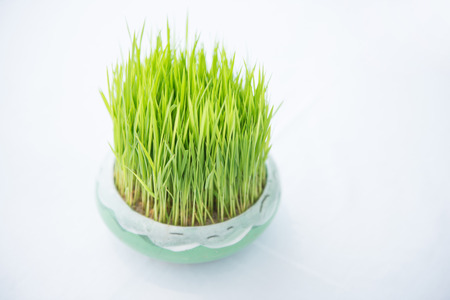 Young rice sprout growing in small jardiniere, plantの写真素材