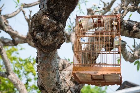wooden bird cage hanging on tree, petの写真素材