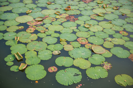 Lotus leaf in the pond, waterのeditorial素材