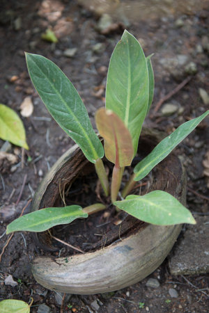 tree grown in coconut shell, gardenの写真素材
