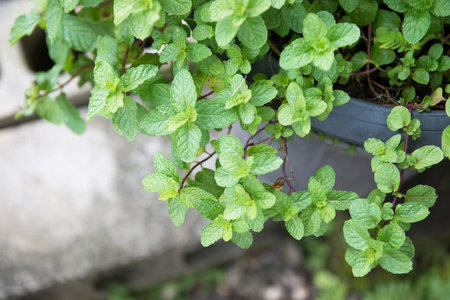Kitchen Mint tree in garden, harvest