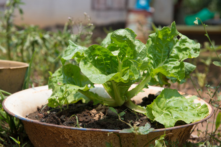 fresh vegetable in plassic basinの写真素材