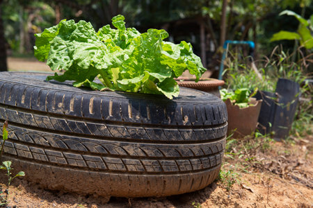 fresh lettuce plant in Tires vegetable from farm, gardenの写真素材