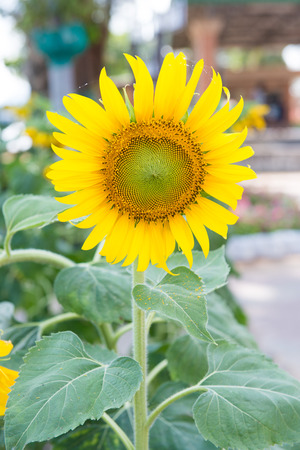 fresh sunflower from garden, natureの写真素材
