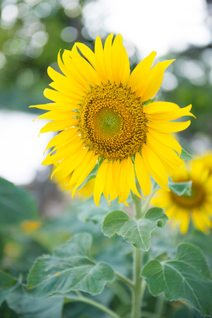 fresh sunflower from garden, natureの写真素材