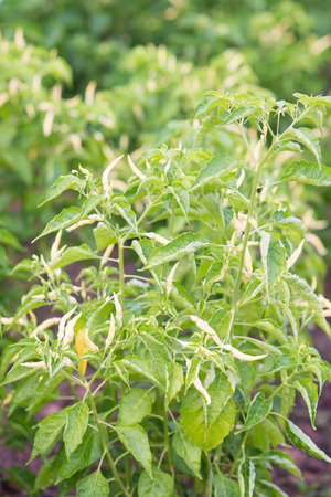 chilli tree in garden, harvestの写真素材