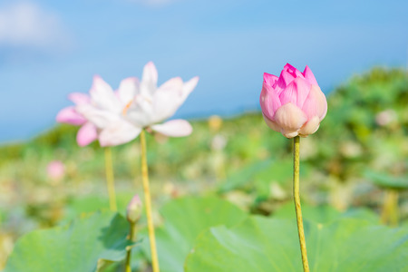 beautiful pink lotus in lotus swamp at "Talay-Noi" Pattalung province ,Thaialndの写真素材