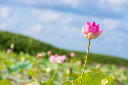 beautiful pink lotus in lotus swamp at "Talay-Noi" Pattalung province ,Thaialndの写真素材