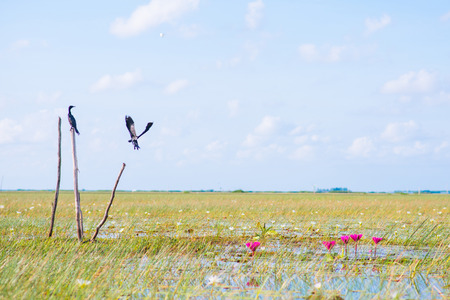 bird is flying over the lotus swamp, natureの写真素材