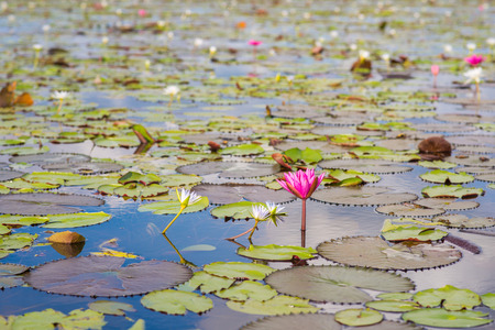 beautiful pink lotus in lotus swamp at "Talay-Noi" Pattalung province ,Thaialndの写真素材