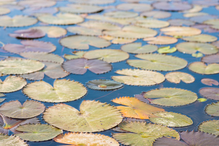 leaf of lotus in swamp, natureの写真素材