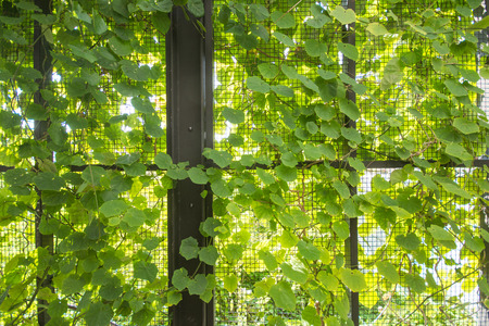 plant growing on the wall, wallpaperの写真素材