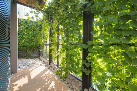 plants wall in beautiful home, Gardeningの写真素材