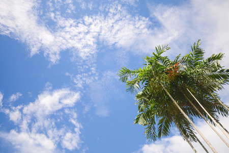 beautiful sky with betel palm, natureの写真素材