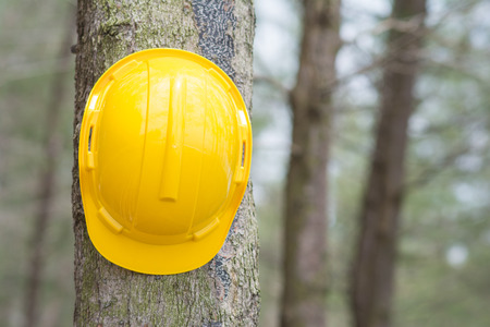 yellow hard hat on the tree, constructionの写真素材