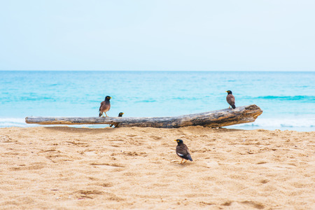 bird stand on timber at beach, seaの写真素材