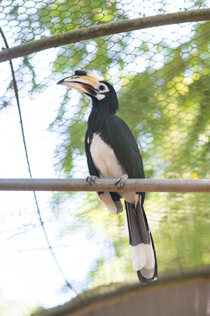Oriental pied hornbill hold on perch in cageの写真素材