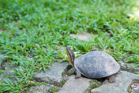 little turtle is walking in parkの写真素材