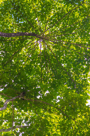 under the tall tree beautiful leaves, natureの写真素材