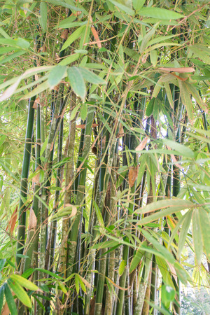 fresh bamboo forest in gardenの写真素材
