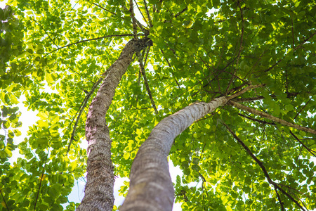 under the tall tree beautiful leaves, natureの写真素材