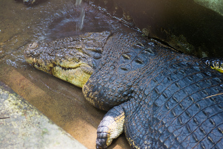 big crocodile in zoo wild animalsの写真素材