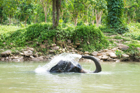 cute elephant is playing water in canal, animalの写真素材