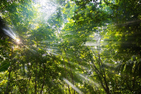 beautiful forest in the morning, lightの写真素材