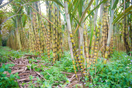 fresh sugarcane in garden, farmの写真素材