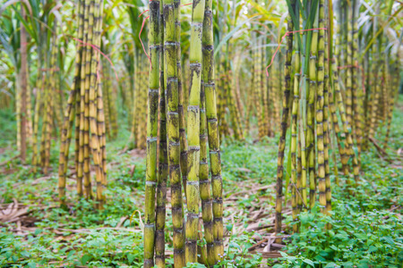 fresh sugarcane in garden, farmの写真素材
