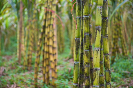 fresh sugarcane in garden, farmの写真素材