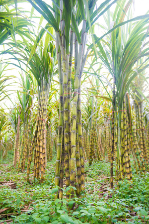 fresh sugarcane in garden, farmの写真素材