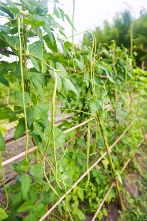 fresh yard long bean in garden, vegetbaleの写真素材