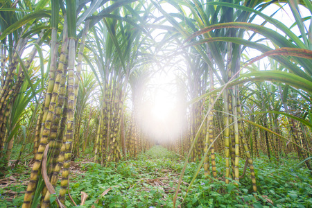 fresh sugarcane in garden, farmの写真素材