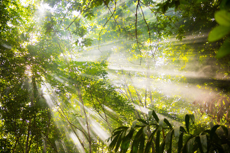 beautiful forest in the morning, lightの写真素材
