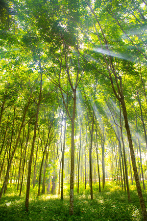 beautiful forest in the morning, lightの写真素材