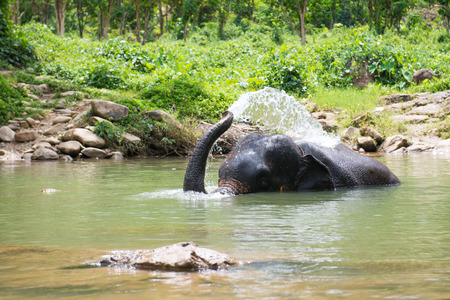 cute elephant is playing water in canal, animalの写真素材