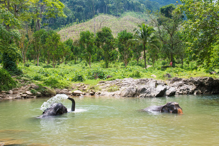 cute elephant is playing water in canal, animalの写真素材