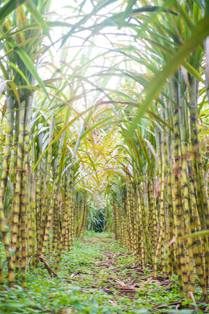 fresh sugarcane in garden, farmの写真素材