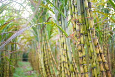 fresh sugarcane in garden, farmの写真素材