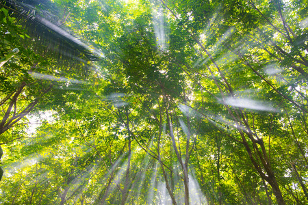 beautiful forest in the morning, lightの写真素材