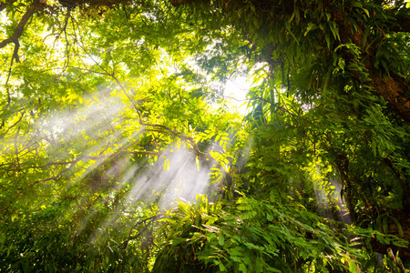 beautiful forest in the morning, lightの写真素材